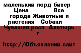 маленький лорд бивер › Цена ­ 10 000 - Все города Животные и растения » Собаки   . Чувашия респ.,Алатырь г.